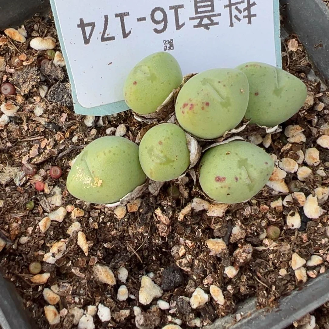 16-174少将多肉植物