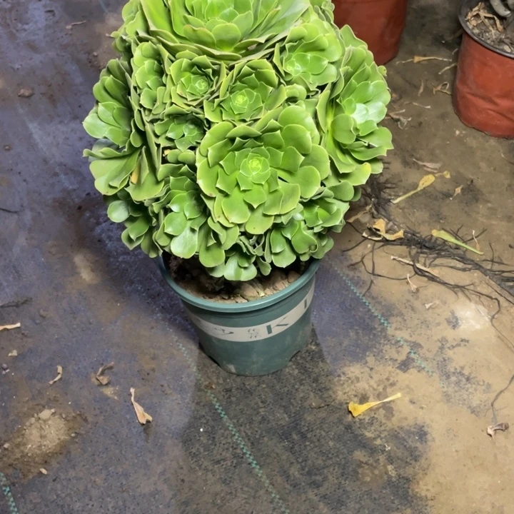 97绿羊绒多肉植物