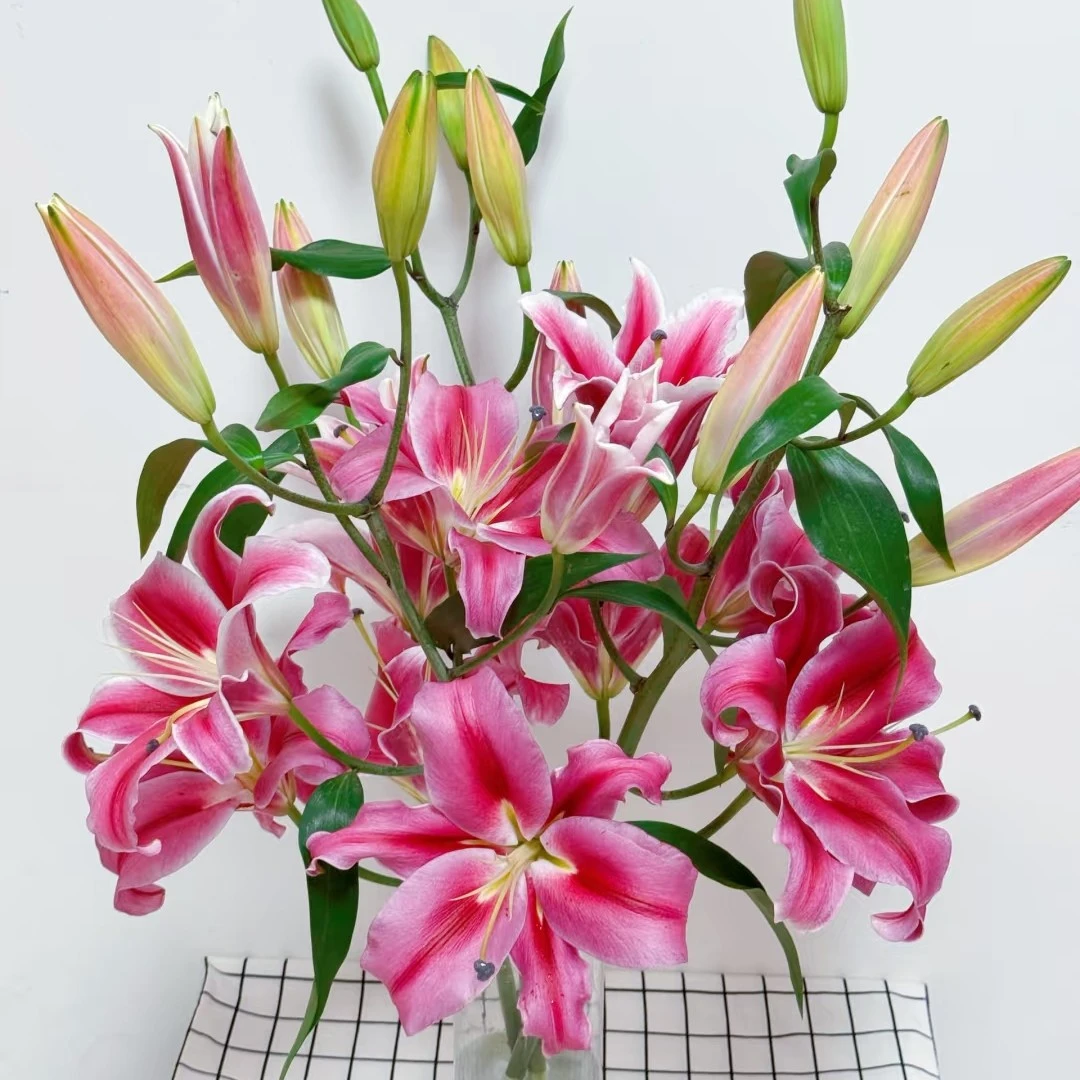 云南斗南直发包邮水养红色帕拉佐香水百合家用插花