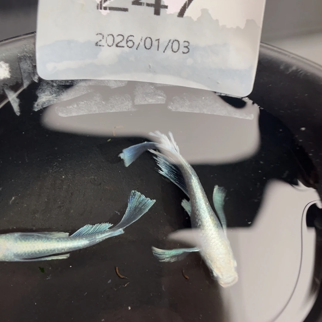 青鳉鱼247天使之翼