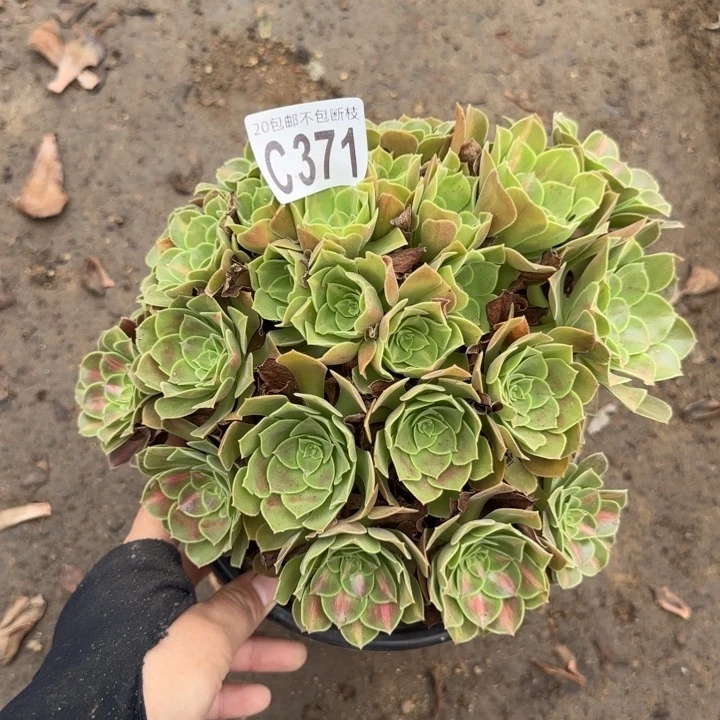 女巫中班。多肉植物……