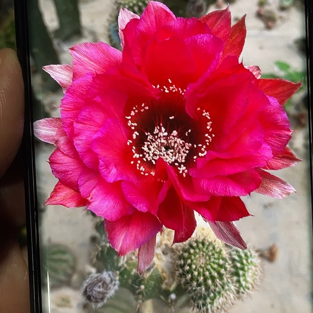 彩G8侧芽 歪 满20包邮5–6公分