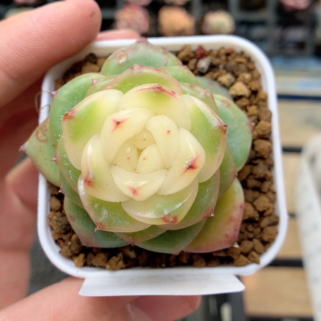 赛****gG62 ，柿子多肉20包邮两天凑单