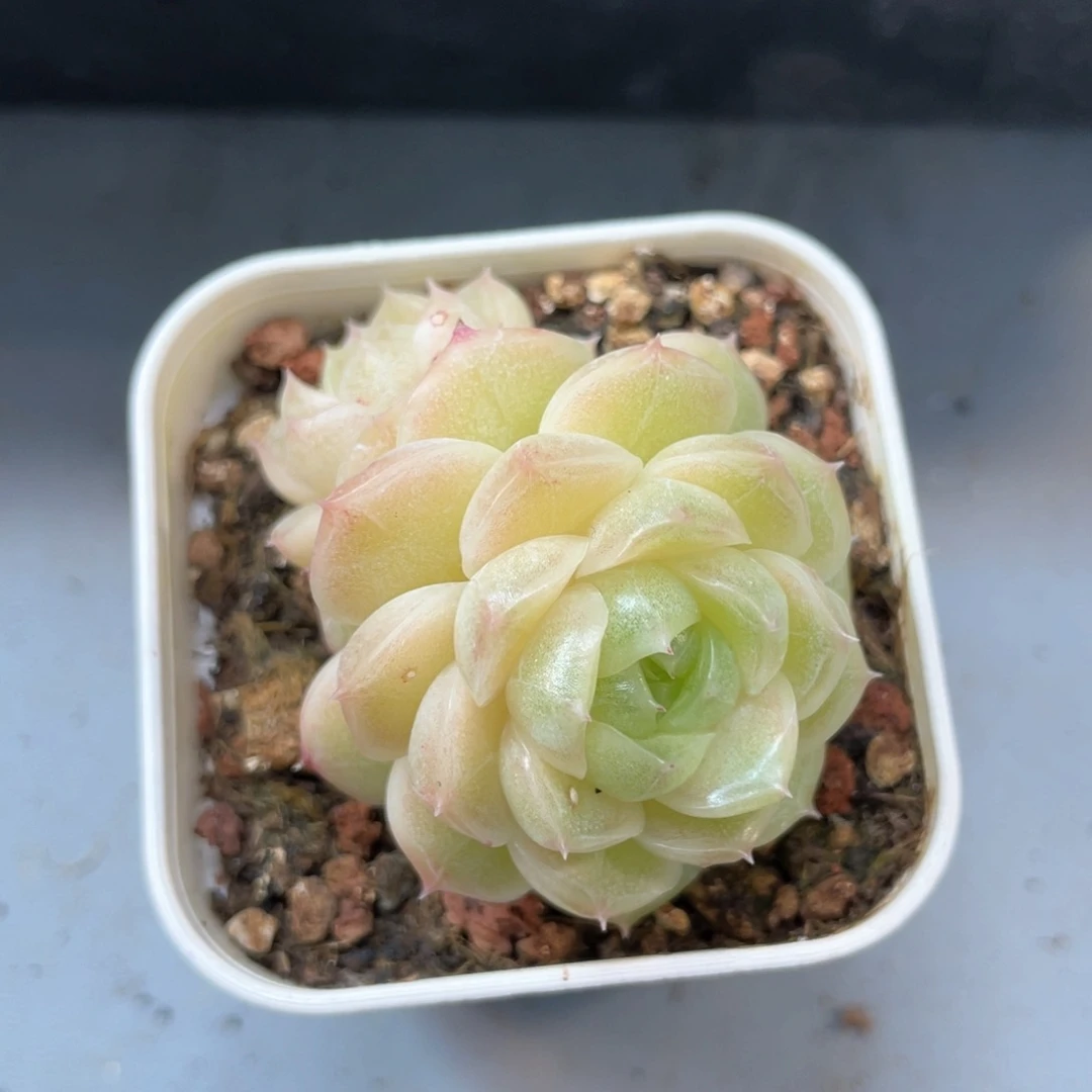 优选糯米麦杆1245