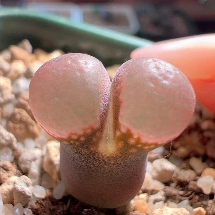 w28。优选c10X贝瑞 2年 特鼓窗88折后价