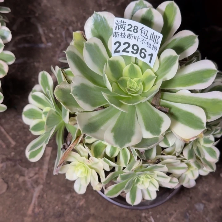 22961白凤多肉植物