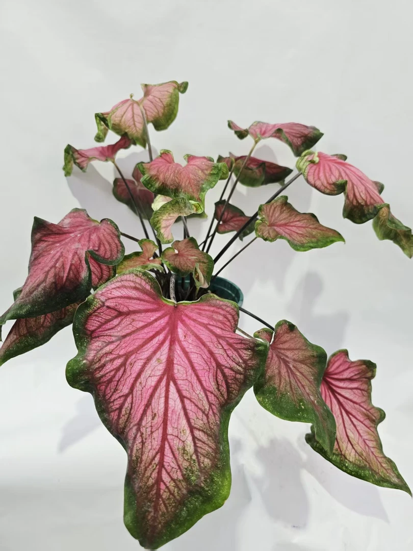 【甜心】彩叶芋原盆原土泰国苗室内好养ins风观叶植物盆栽