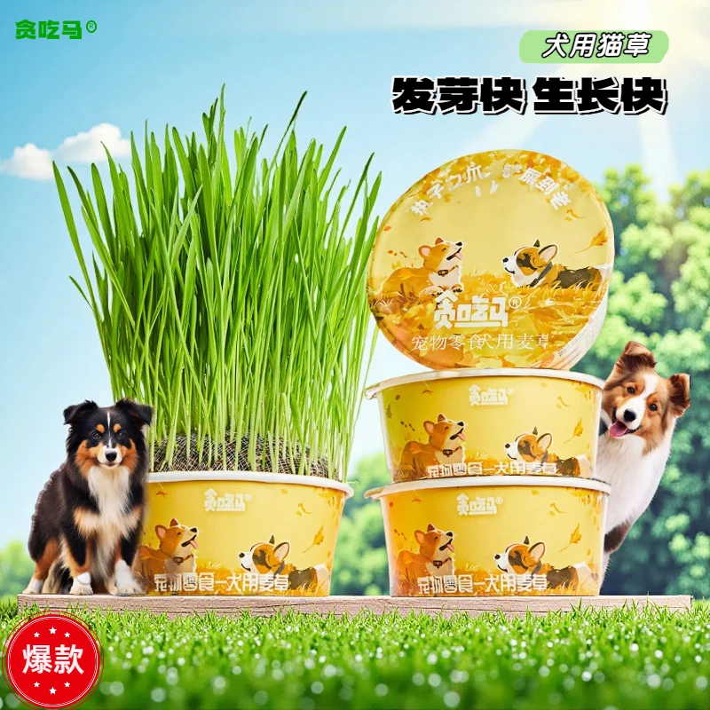 贪吃马狗草犬用麦草狗狗零食狗草用品狗狗用品安全懒人无土狗草