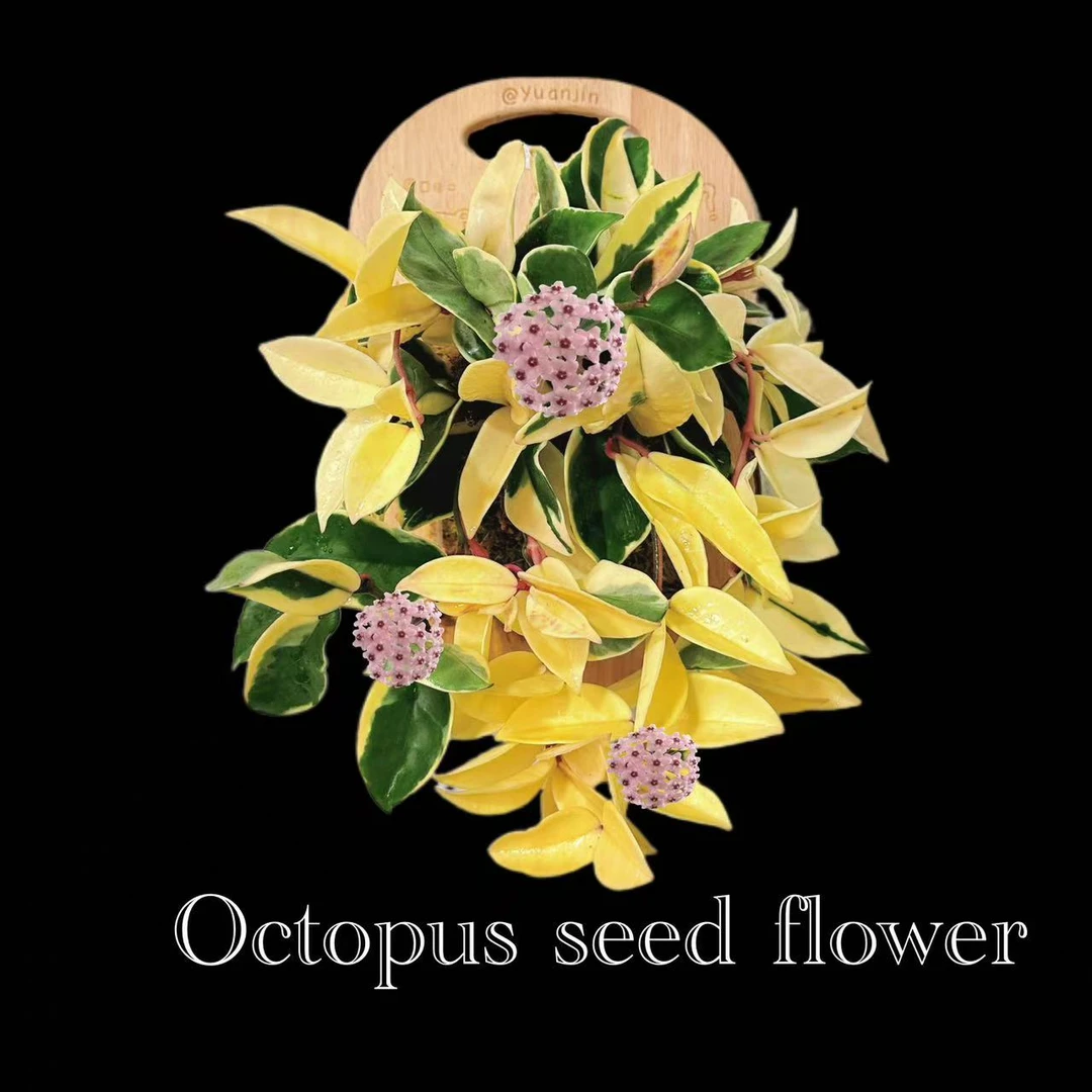 三色球兰  阳台室内开花观叶绿植盆栽爬藤多年生花叶球兰顺丰包邮