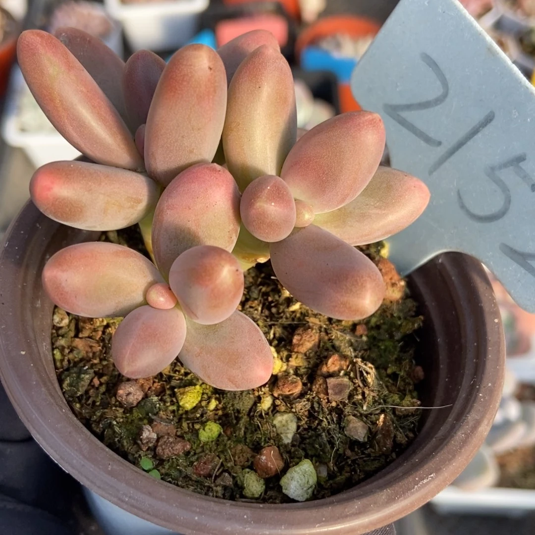 2152糖果美人多肉植物