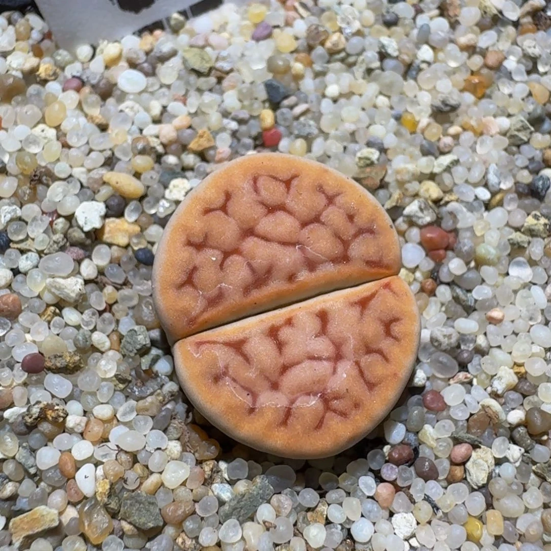 zzzzz精品生石花687