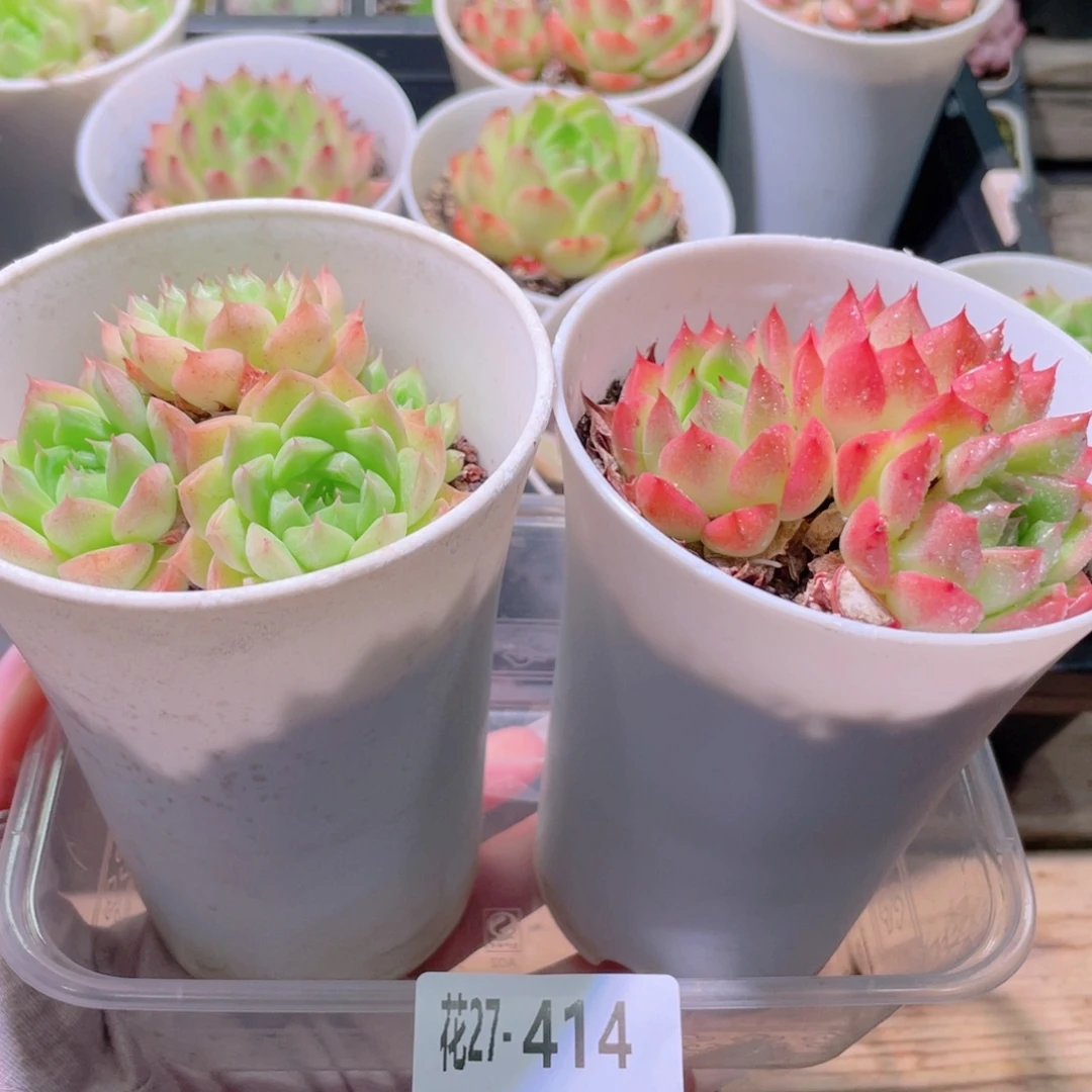 花利美27-414框拍2颗