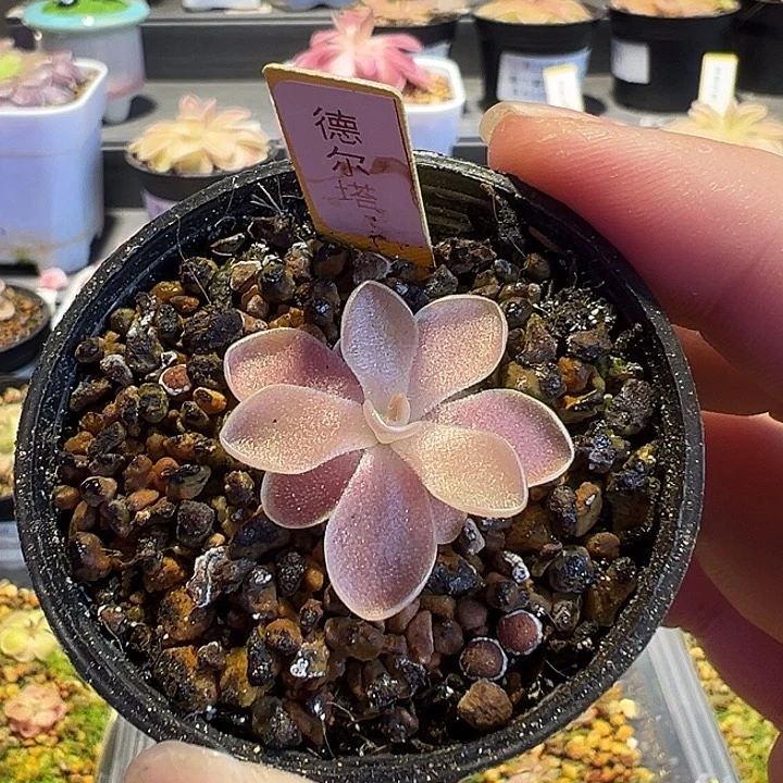 。***无花朵捕虫堇脱土发德尔塔88131