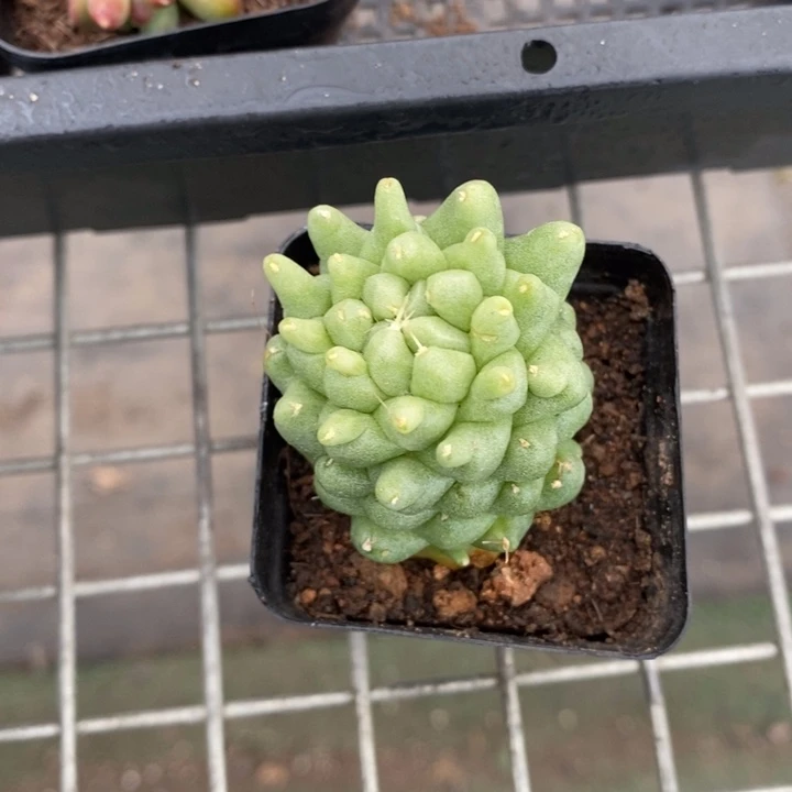 伯克利和格蕾纳等著名音乐家