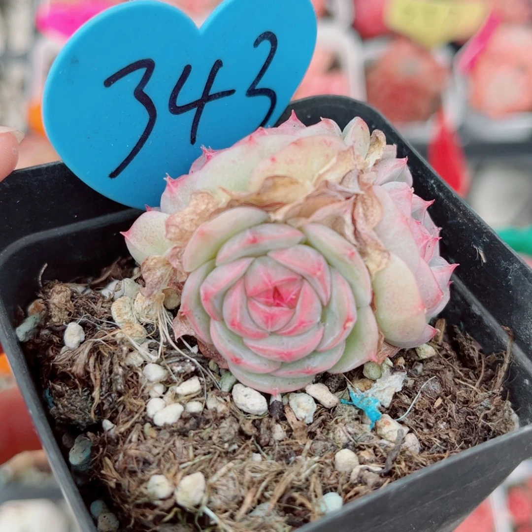 343号小老桩珍妮群