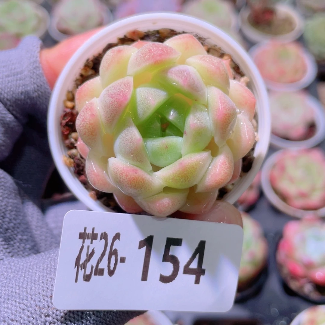 花利美26-154新品