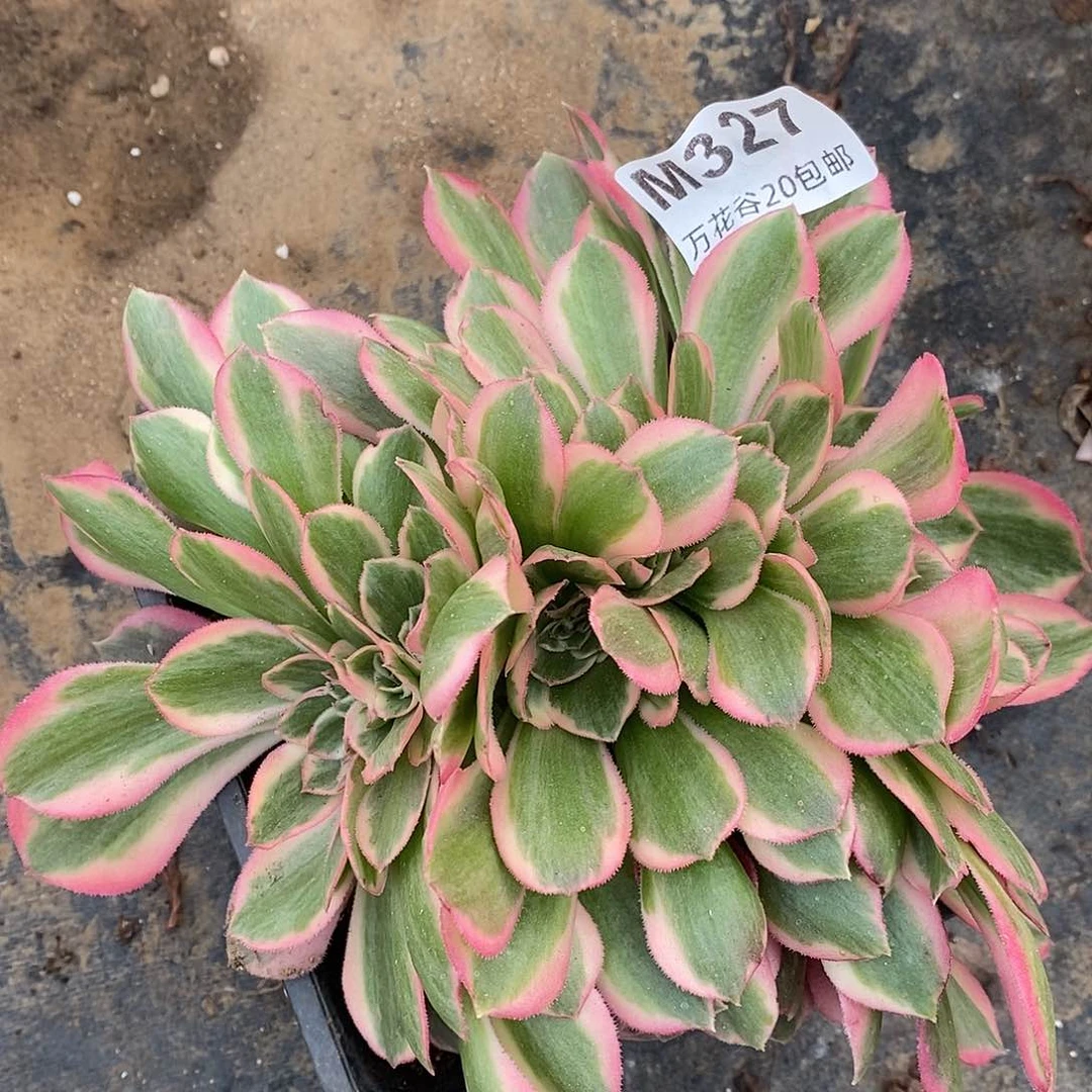 327女郎缀多肉植物