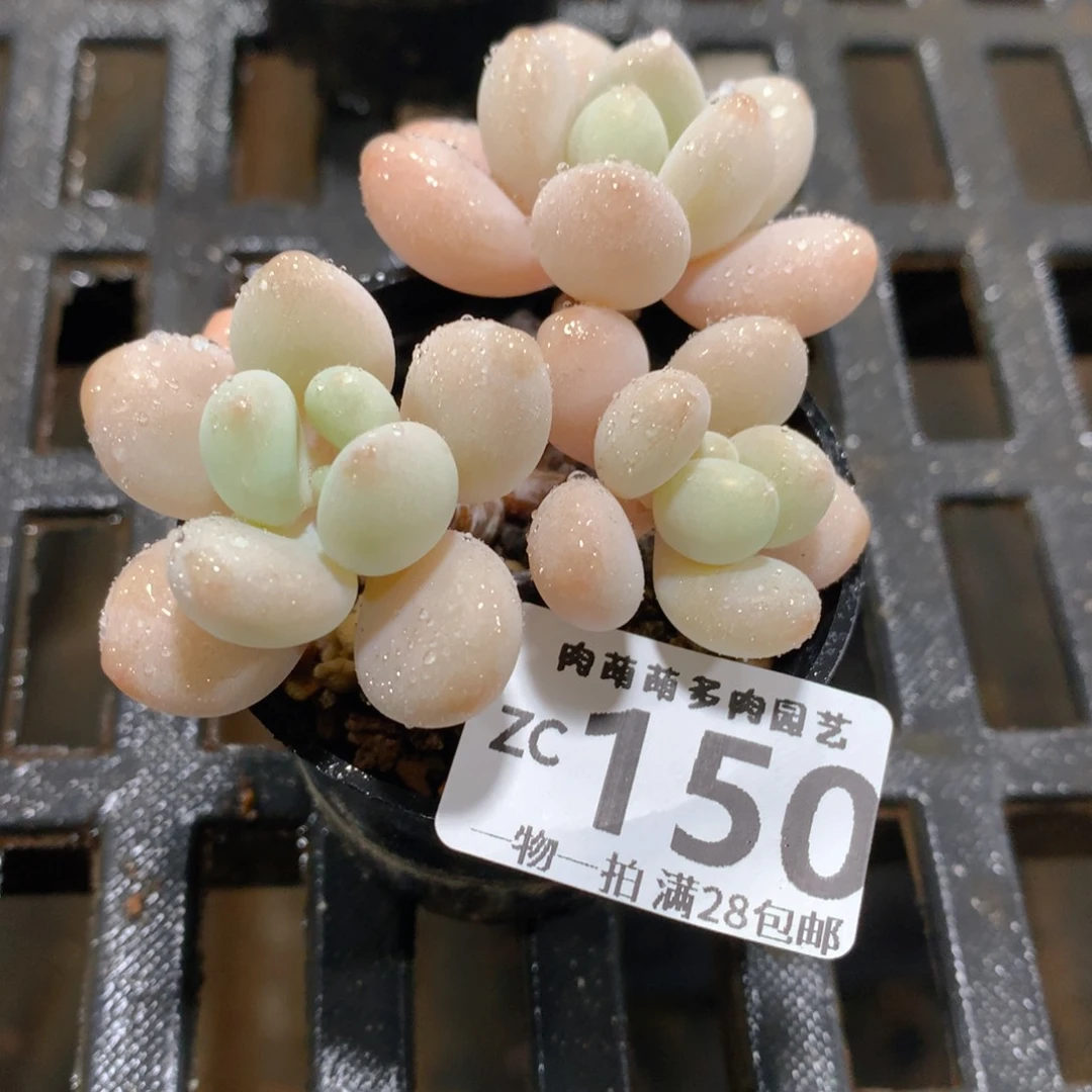 肉萌萌拇指盆精控多肉ZC150