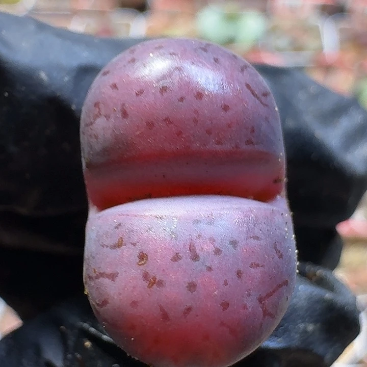 生石花2:：：/。  29号