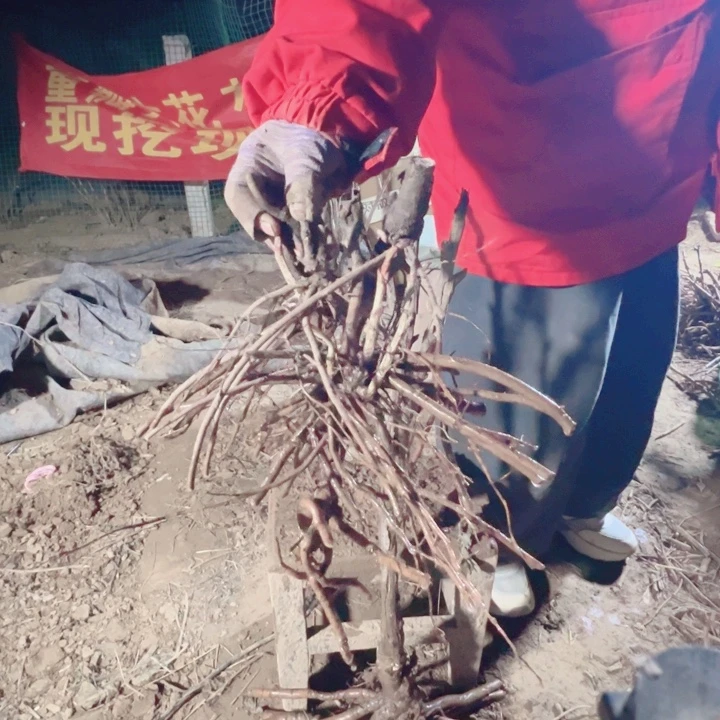 当前无花栽培后可以开花首案红