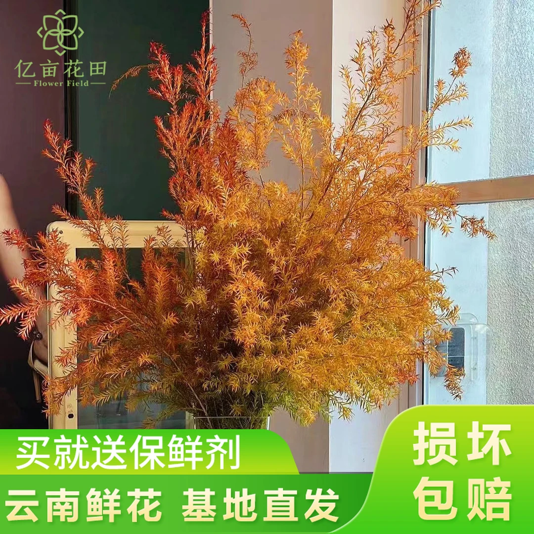 【千层金鲜花】中秋好礼云南鲜花 任意两件升级顺丰送货上门