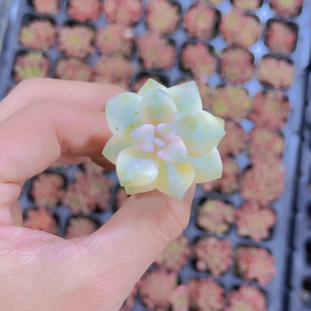 美杏锦多肉满9.9包邮