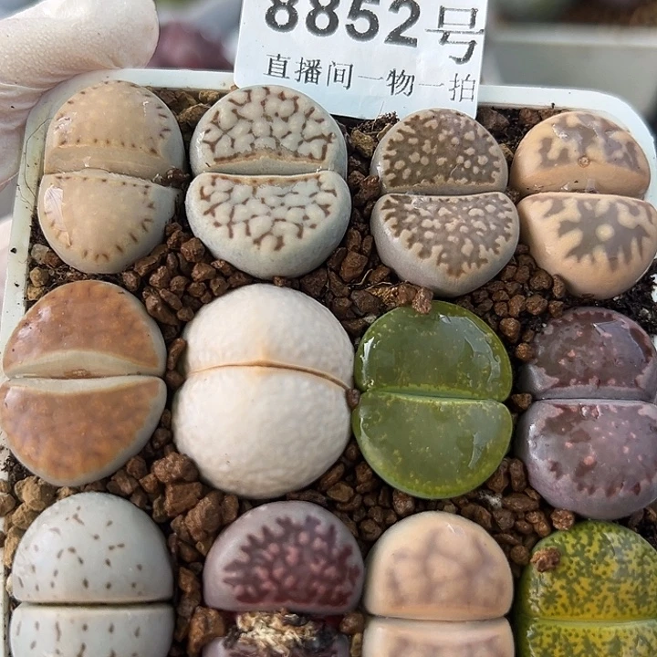 8852 好养易活生石花大母本7.5cm盆