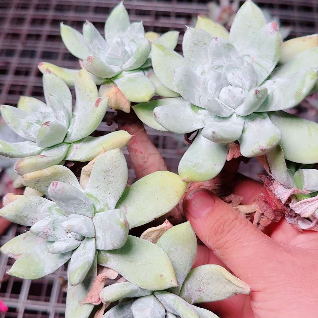 8756瑕疵苹果拇指多肉