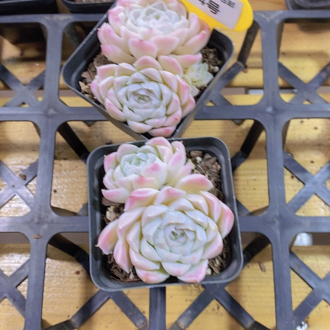 954号 白月影双头一颗