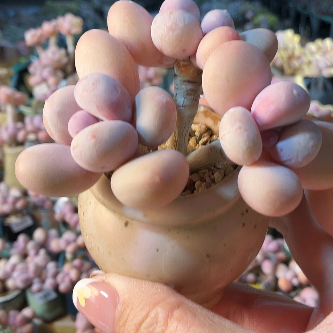 浅**歌多肉植物的生长发育与生长