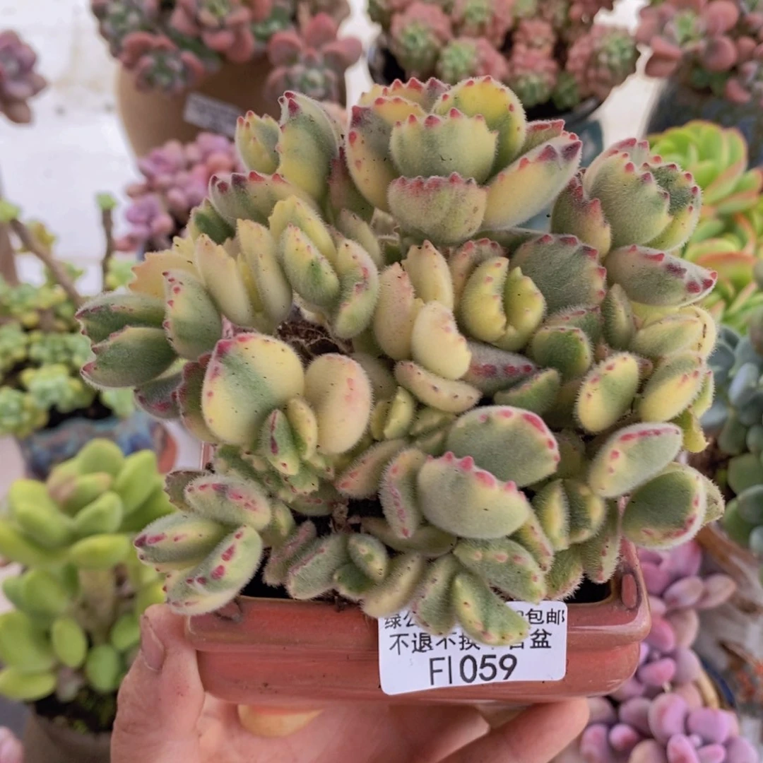 彩熊不包整11cm1059多肉植物