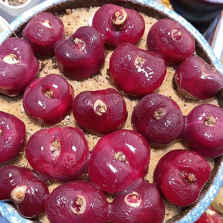 韩版蟠桃一颗    买3送1