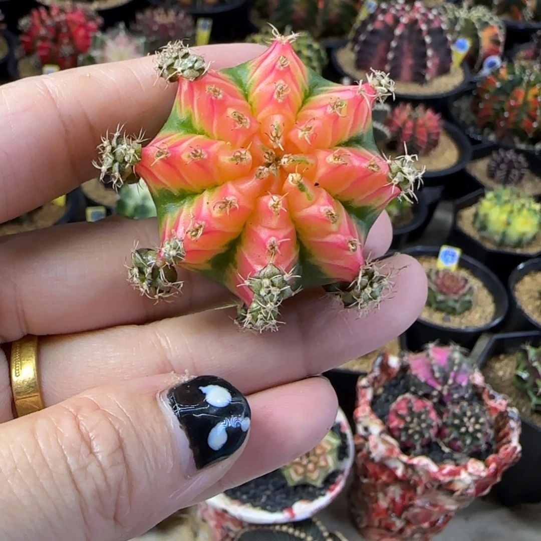 米哈锦侧芽福利价