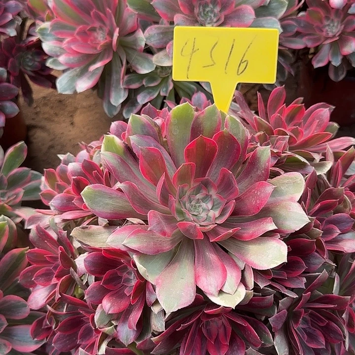 4316--浣纱多头多肉植物