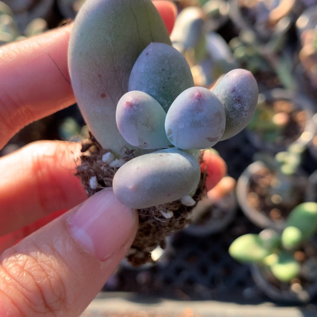 miken哈哈哈哈米可奶