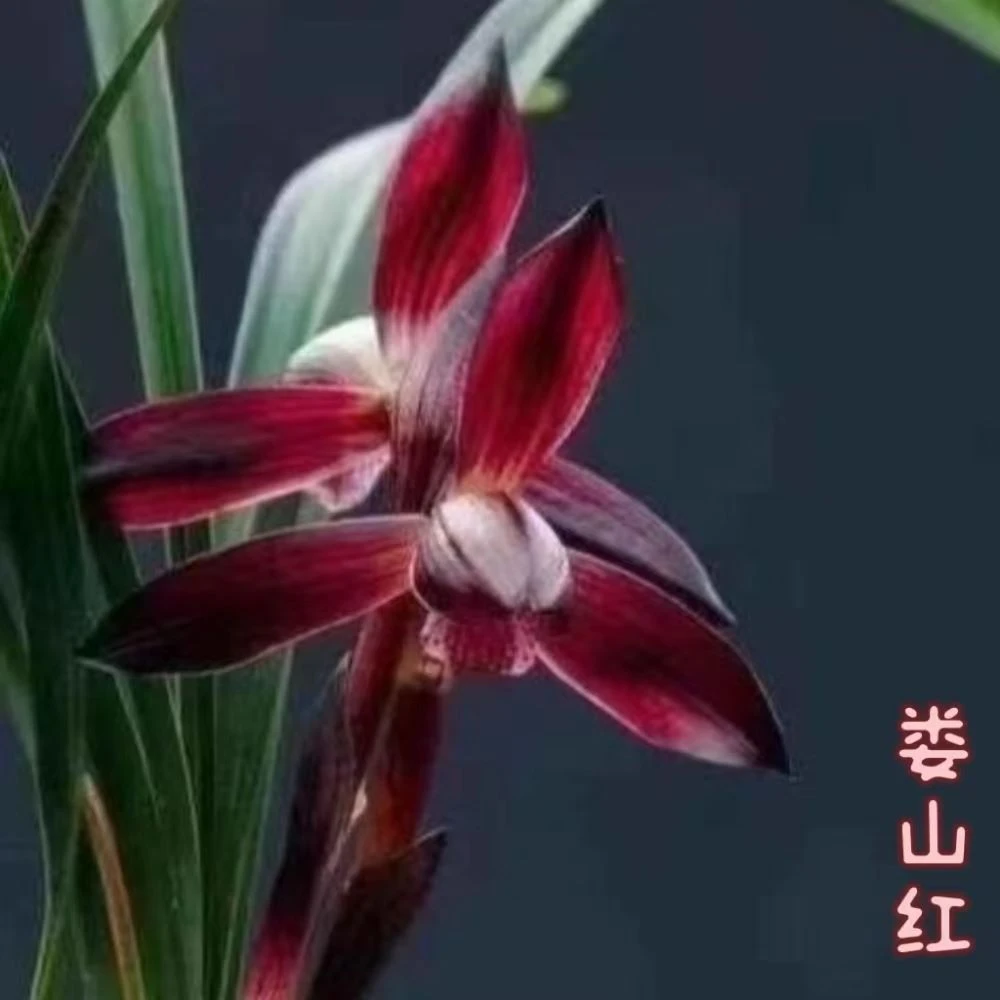 娄山红春兰正品厂家办公室绿植园艺兰花基地国兰花卉