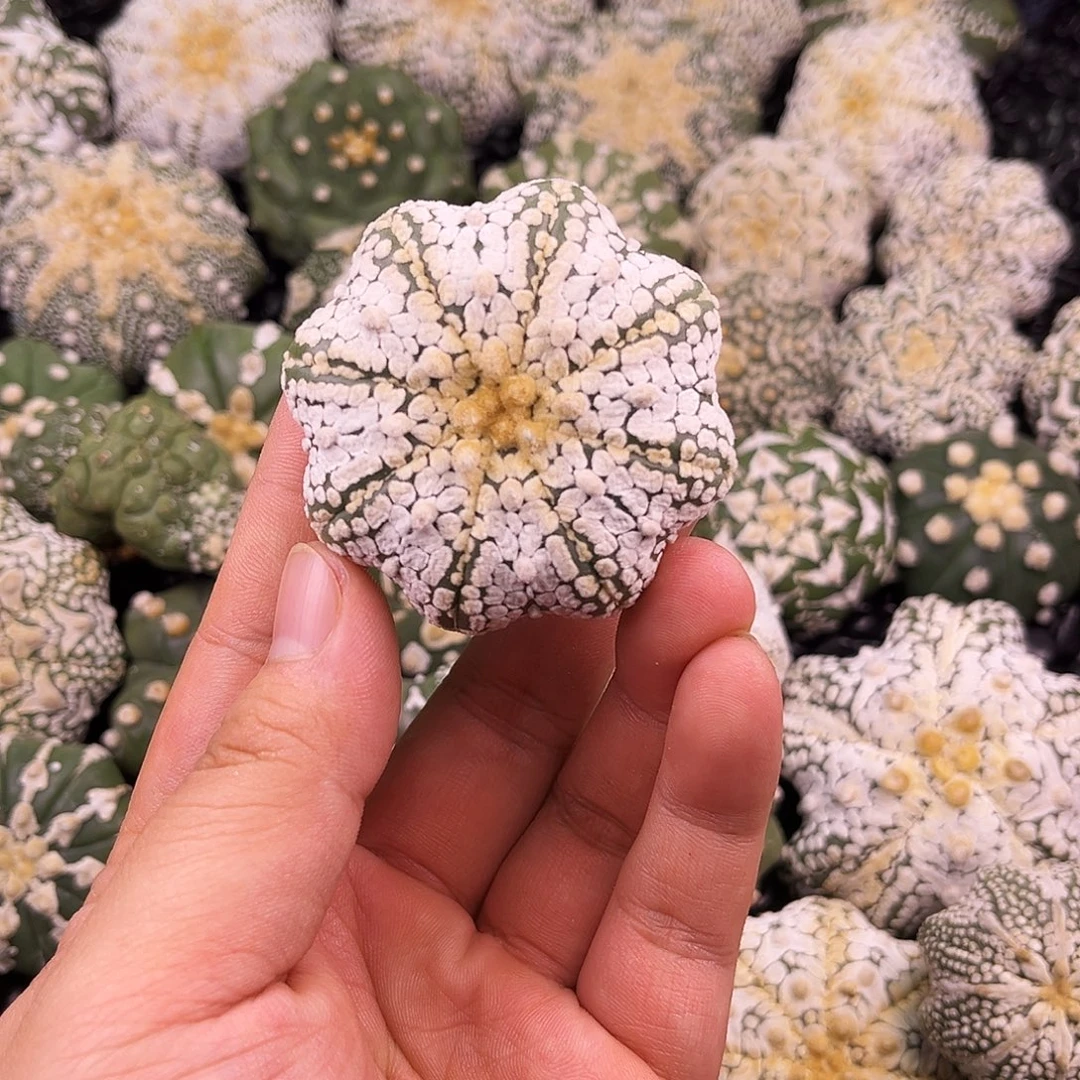 D***x海星体浓白兜兜哈哈哈