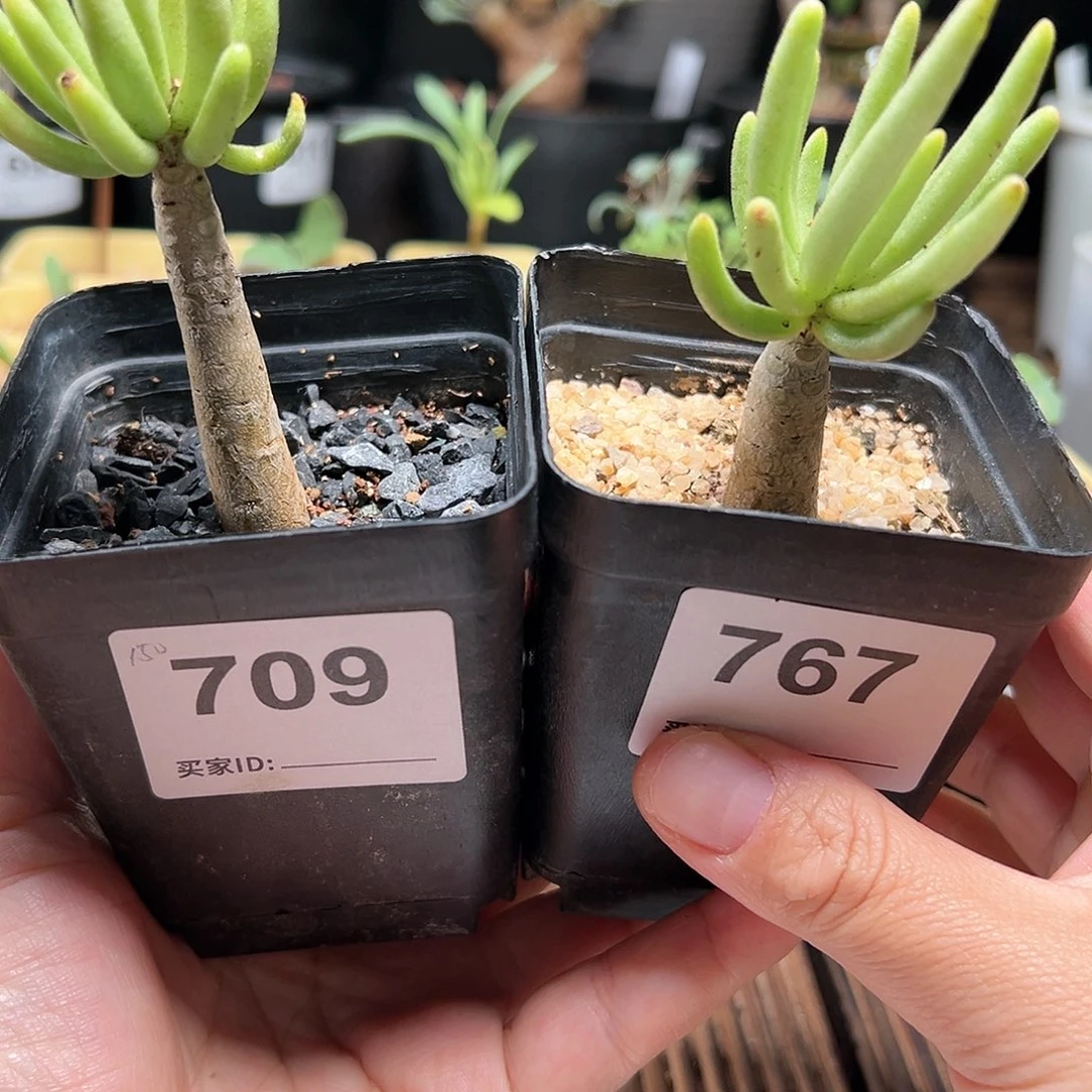 何丽奇峰锦带盆发货