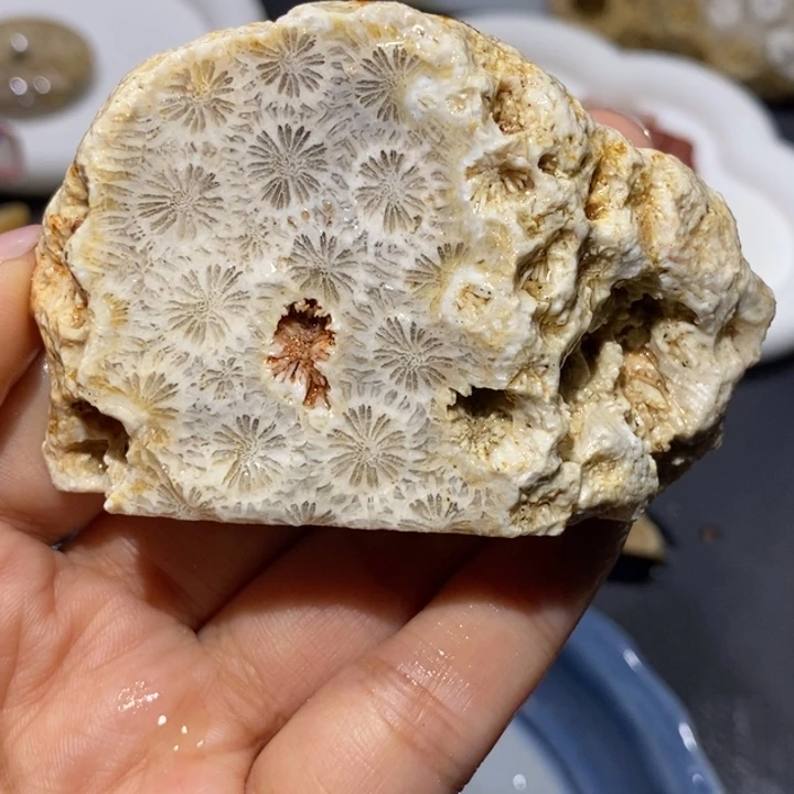 【闪购商品】未镶嵌珊瑚玉硅化玉