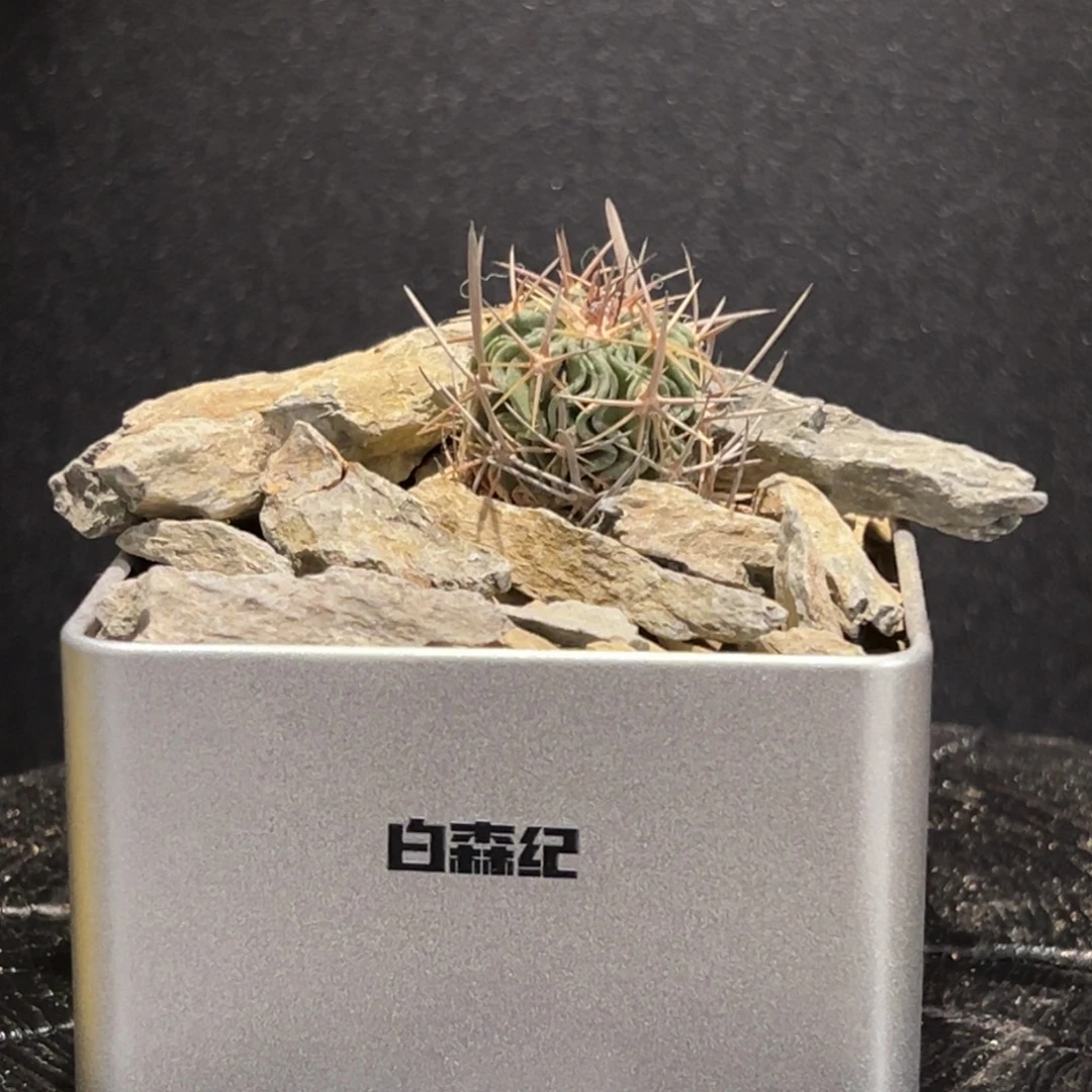 A20产地风一物一拍