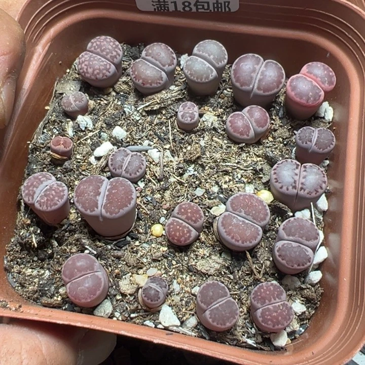 【闪购商品】 024。