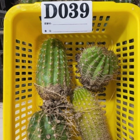 4颗品种苗不同品种d 039