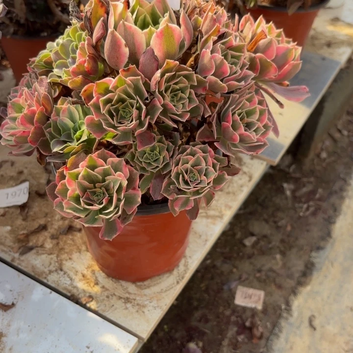 男神多肉处理不包断头1294