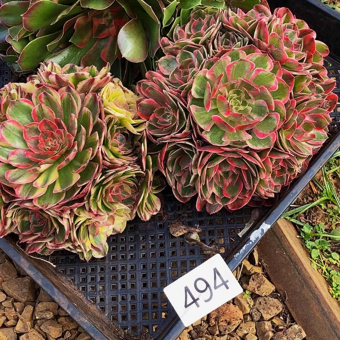 上古园艺多肉法师494