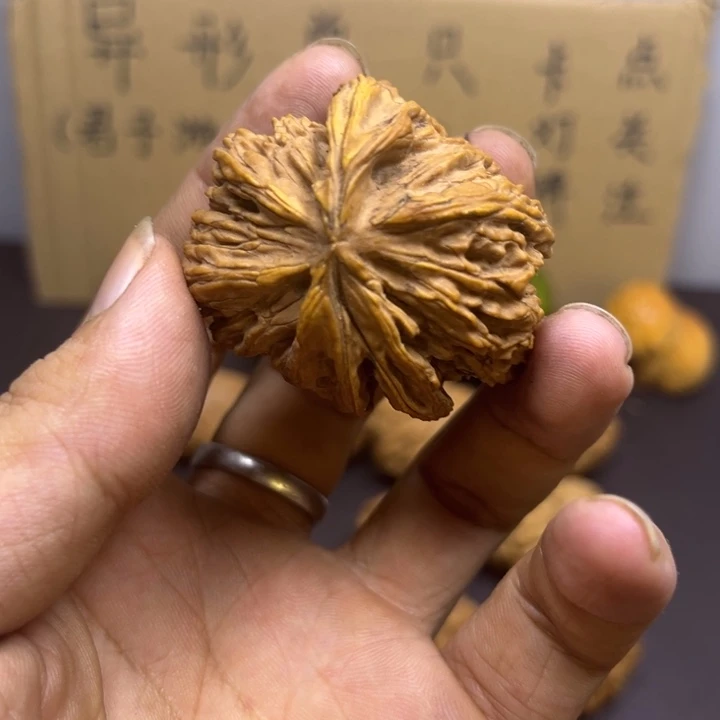 健***活菩提籽类黄金甲大个
