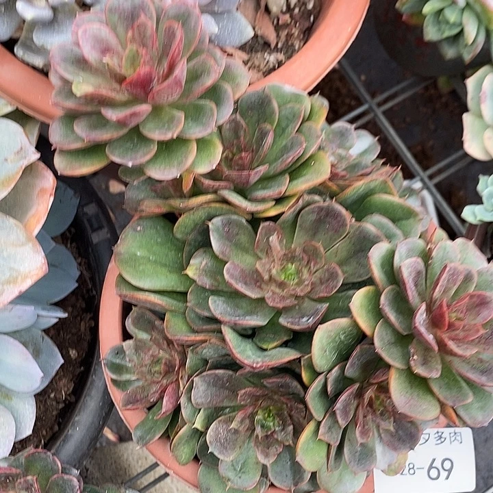 小七夕多肉克劳斯69