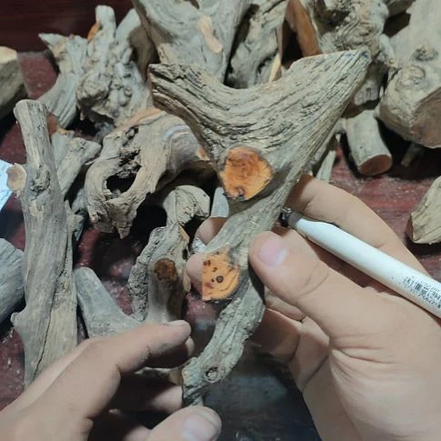 动***犬核桃木/黑胡桃（胡桃木）