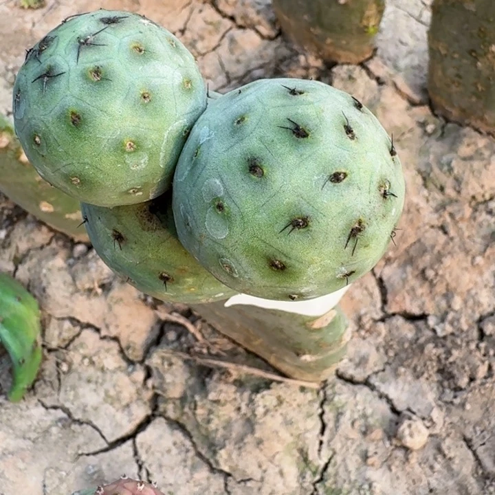 无花朵哒*哒866红花洞洞习东二