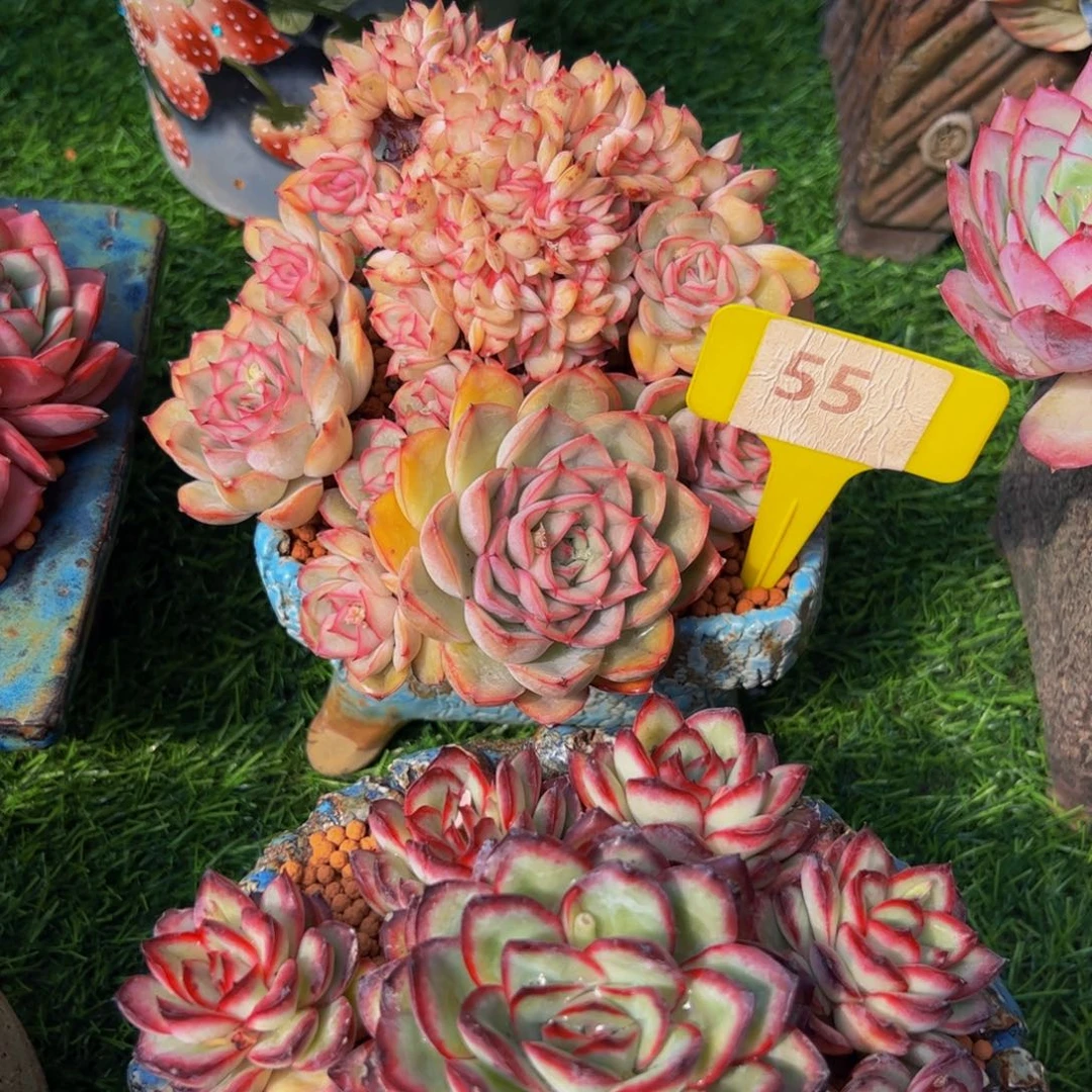 慧*猎户座小树缀55