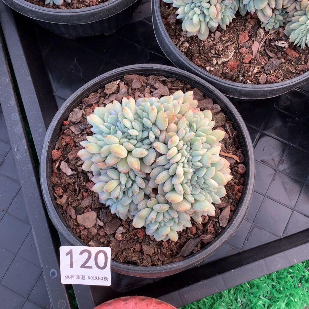 120橙子缀多肉植物